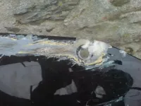 ZX7R Réparation et décoration (19)